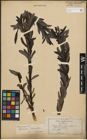 Foto von Salix purpurea L.